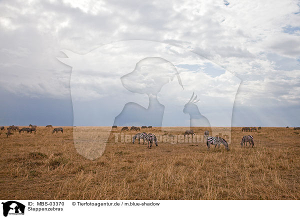 Steppenzebras / plains zebras / MBS-03370