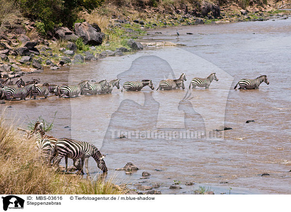 Steppenzebras / plains zebras / MBS-03616
