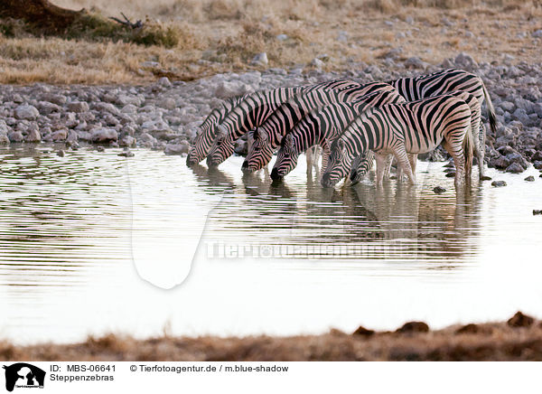 Steppenzebras / plains zebras / MBS-06641