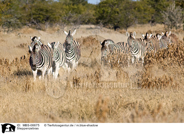 Steppenzebras / plains zebras / MBS-06675