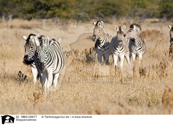 Steppenzebras / plains zebras / MBS-06677