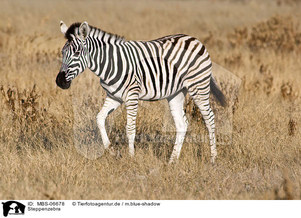 Steppenzebra / plains zebra / MBS-06678