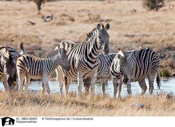 Steppenzebras / plains zebras / MBS-06687
