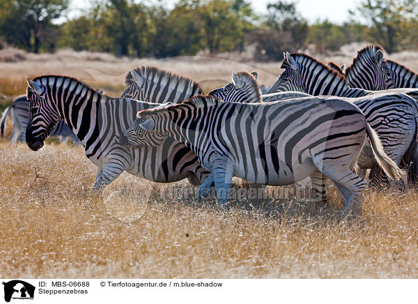 Steppenzebras / plains zebras / MBS-06688