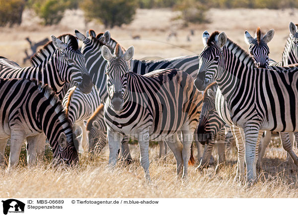 Steppenzebras / plains zebras / MBS-06689