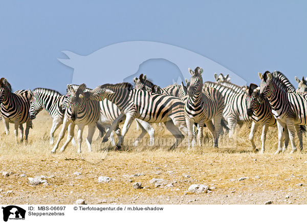 Steppenzebras / plains zebras / MBS-06697