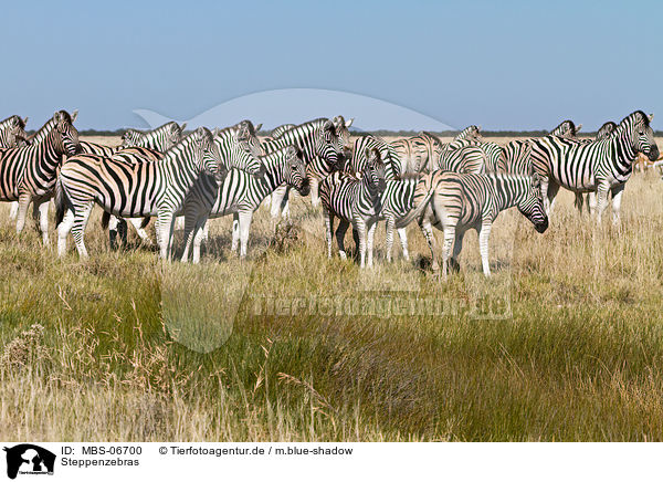 Steppenzebras / plains zebras / MBS-06700