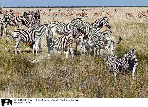 Steppenzebras / plains zebras / MBS-06705