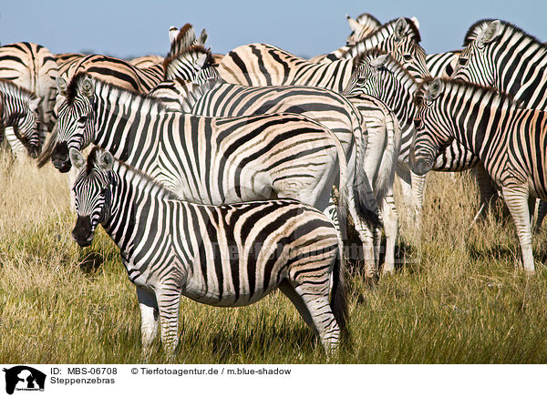 Steppenzebras / plains zebras / MBS-06708
