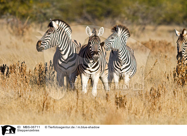 Steppenzebras / plains zebras / MBS-06711