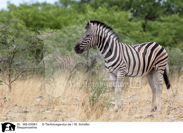Steppenzebra / plains zebra / WS-05981