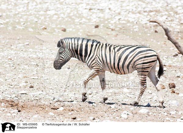 Steppenzebra / plains zebra / WS-05995