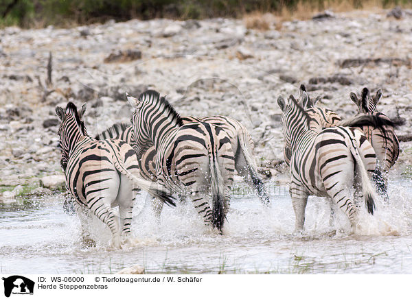 Herde Steppenzebras / herd of plains zebras / WS-06000