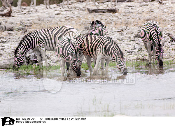 Herde Steppenzebras / herd of plains zebras / WS-06001