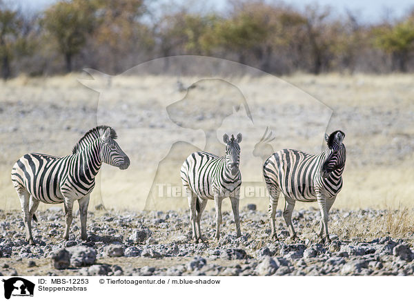 Steppenzebras / plains zebras / MBS-12253