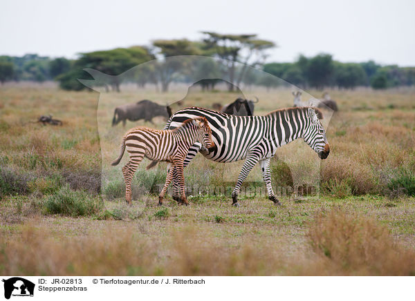 Steppenzebras / plains zebras / JR-02813