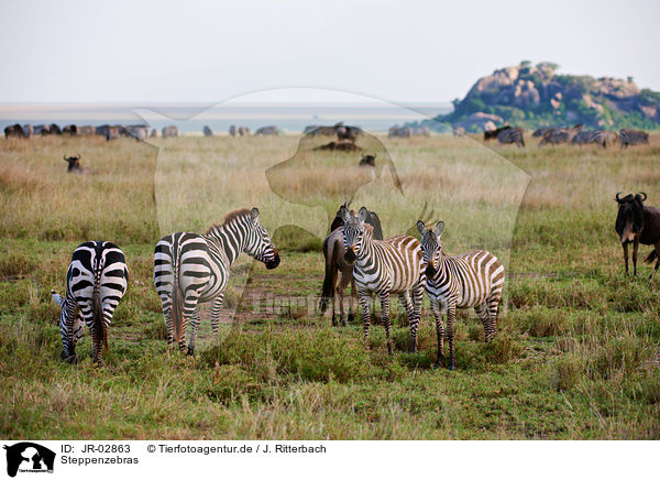 Steppenzebras / plains zebras / JR-02863