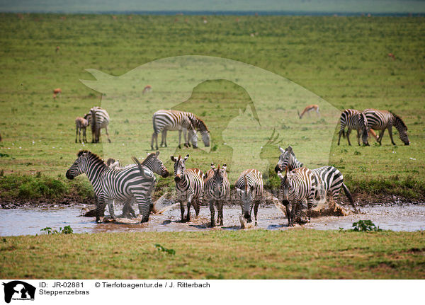 Steppenzebras / plains zebras / JR-02881