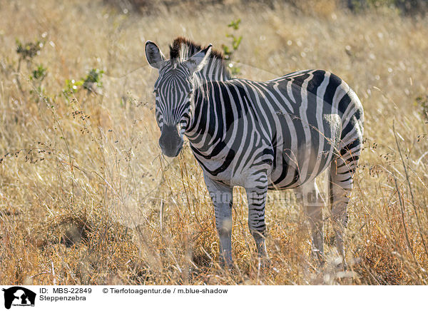 Steppenzebra / Burchells Zebra / MBS-22849