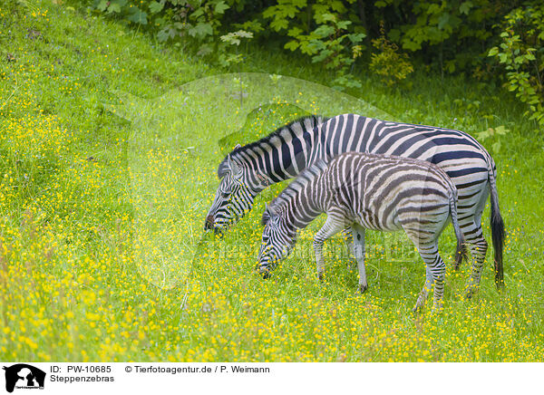 Steppenzebras / plains zebras / PW-10685