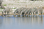 trinkende Steppenzebras