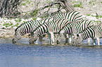 trinkende Steppenzebras