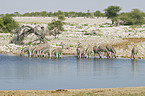 trinkende Steppenzebras