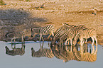 trinkende Steppenzebras