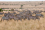 Steppenzebras