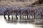 Steppenzebras