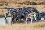 Steppenzebras