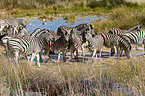 Steppenzebras