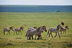 Steppenzebras