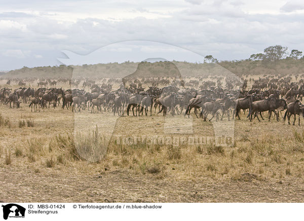 Streifengnus / blue wildebeest / MBS-01424