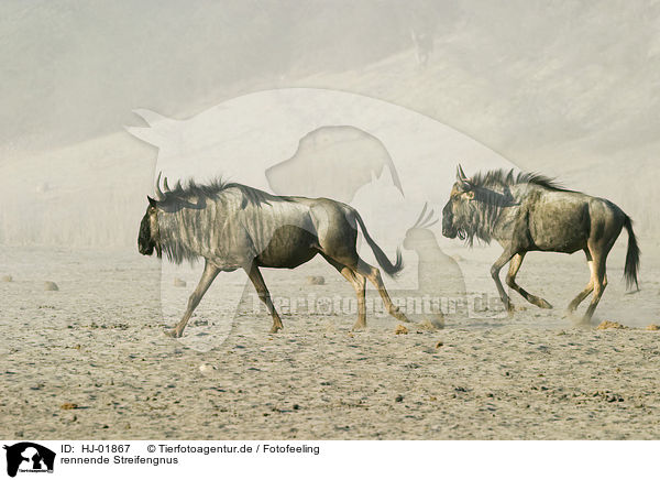 rennende Streifengnus / running blue wildebeests / HJ-01867
