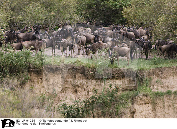 Wanderung der Streifengnus / migration of blue wildebeest / JR-01225