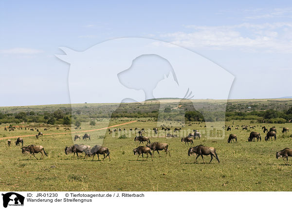 Wanderung der Streifengnus / migration of blue wildebeest / JR-01230