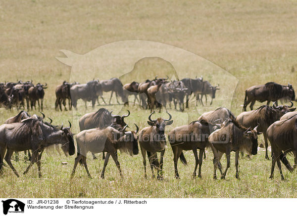 Wanderung der Streifengnus / migration of blue wildebeest / JR-01238