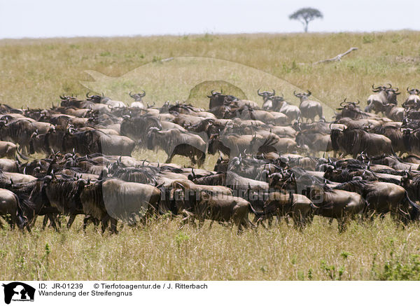 Wanderung der Streifengnus / migration of blue wildebeest / JR-01239
