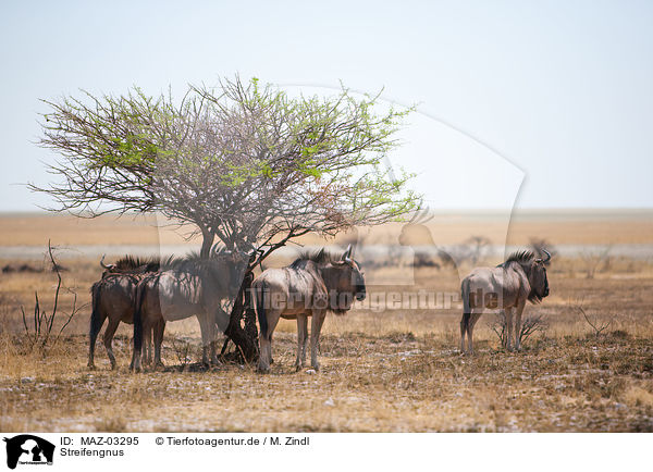 Streifengnus / blue wildebeests / MAZ-03295