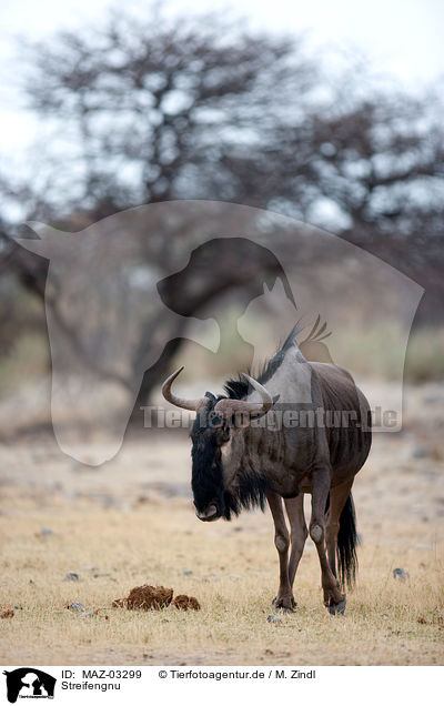 Streifengnu / blue wildebeest / MAZ-03299