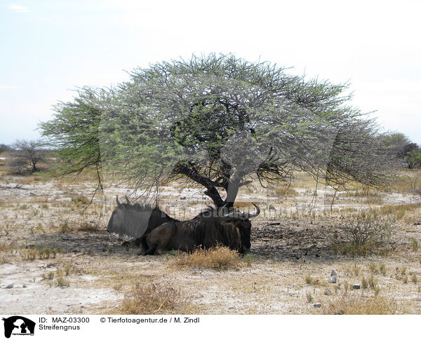 Streifengnus / blue wildebeests / MAZ-03300