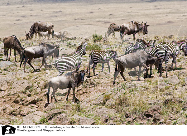 Streifengnus und Steppenzebras / blue wildebeests and plains zebras / MBS-03602