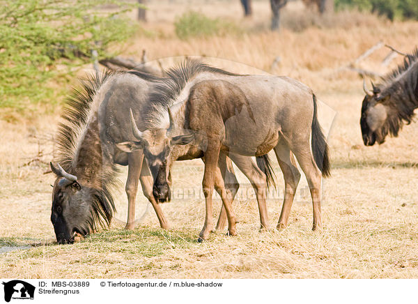 Streifengnus / blue wildebeests / MBS-03889