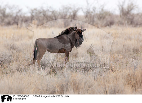 Streifengnu / blue wildebeest / WS-06003