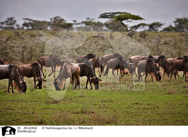 Streifengnus / blue wildebeests / JR-02892