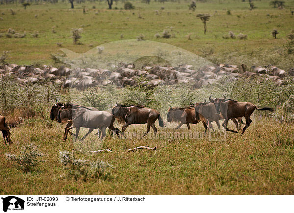 Streifengnus / blue wildebeests / JR-02893