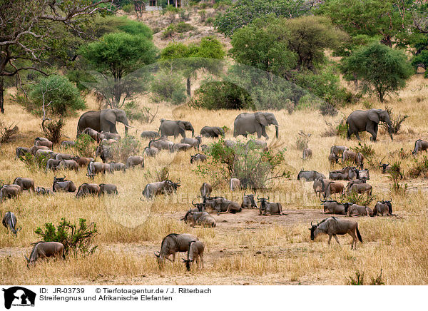 Streifengnus und Afrikanische Elefanten / blue wildebeests and africal elephants / JR-03739