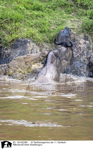 Nilkrokodil ttet Streifengnu / Nile Crocodile kills Blue Wildebeest / IG-02289