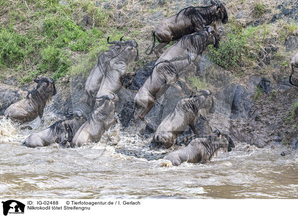 Nilkrokodil ttet Streifengnu / Nile Crocodile kills Blue Wildebeest / IG-02488